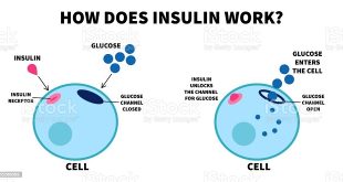 Understanding the Importance of Insulin