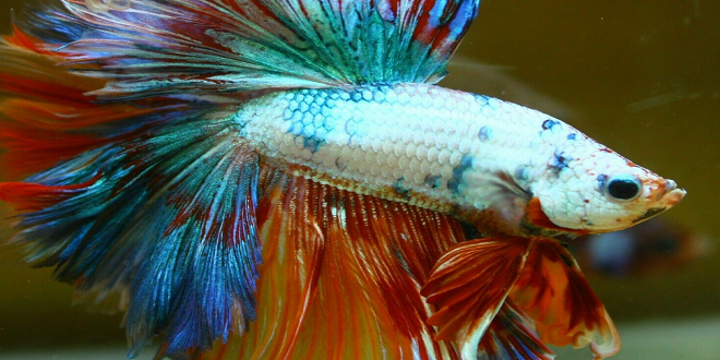 The Best Way to Correct a Big Belly in a betta Fish: Treatment and Prevention