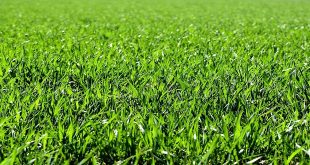 How to Care for Artificial Turf