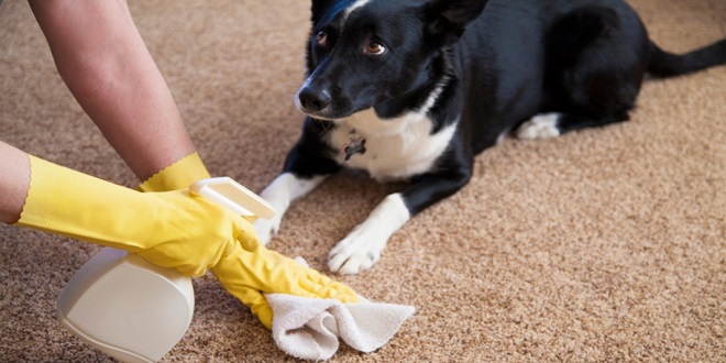 How do carpet cleaners remove foul pet odors from your carpet?