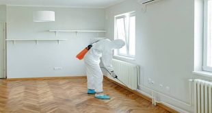 DIY Pest Control vs. Professional Pest Control