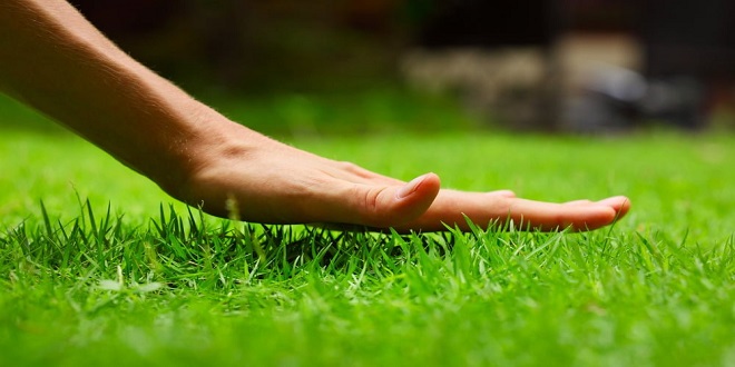 A Beginners Guide To Using Lawn Fertilizer