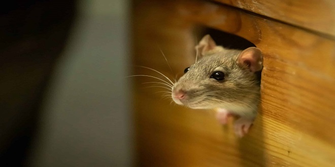 How To Get Rid Of Rat Smell From Your House 