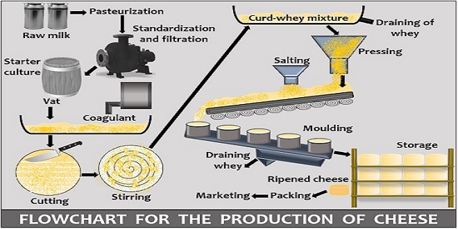 This Is How Cheese Is Produced!