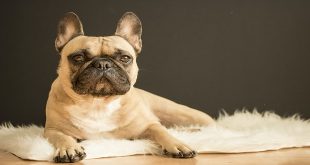 Your Guide to Welcoming a Playful French Bulldog Puppy Into Your Home