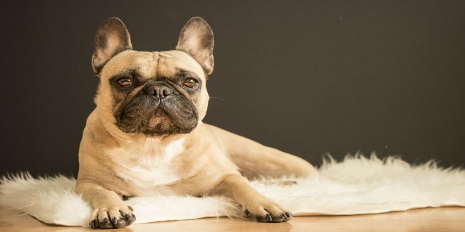 Your Guide to Welcoming a Playful French Bulldog Puppy Into Your Home