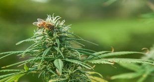 Weighing the Risk of Cannabis Cross-Pollination