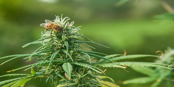 Weighing the Risk of Cannabis Cross-Pollination