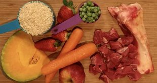 Vet-Approved Homemade Dog Food Recipes for Optimal Nutrition