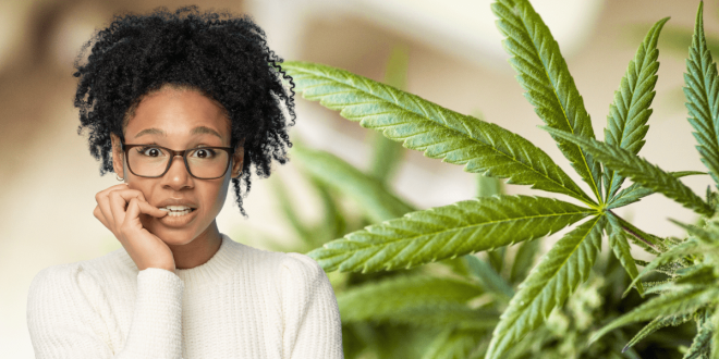 Cannabis Strains That Help with Anxiety Naturally