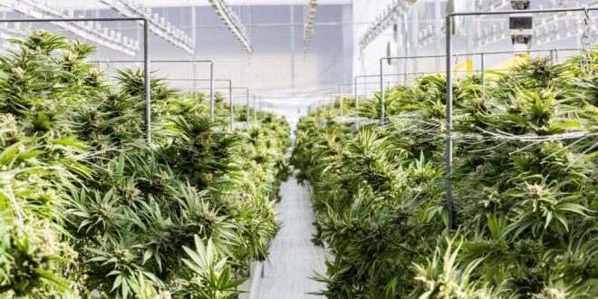 Best Strains for Chronic Pain Management