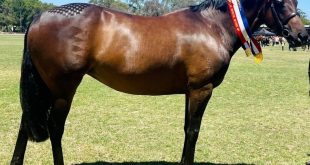 Discover Top-Quality Horses for Sale in Australia: A Comprehensive Guide