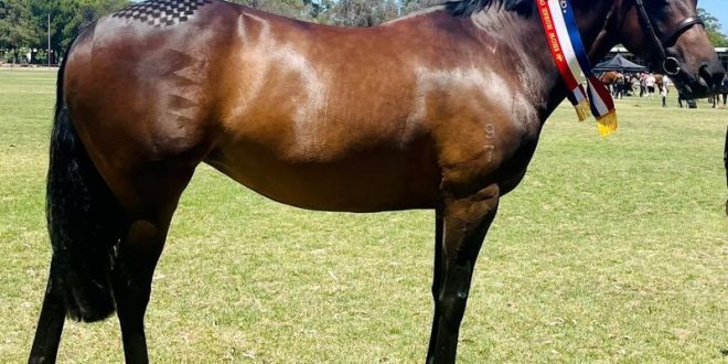 Discover Top-Quality Horses for Sale in Australia: A Comprehensive Guide